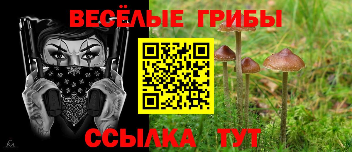 Галлюциногенные грибы Psilocybe Зеленогорск